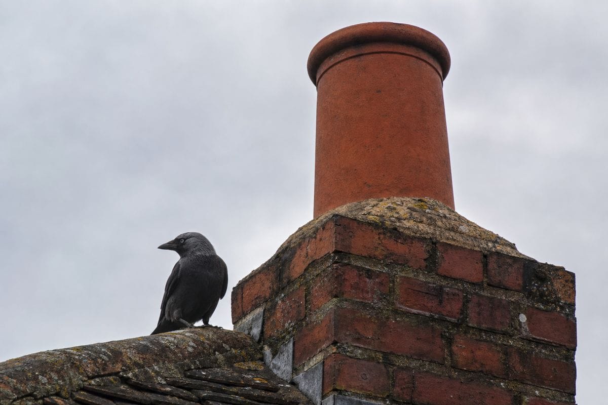 Jackdaw standing on a roof ridge next to a clay chimney pot